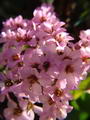 Bergenia